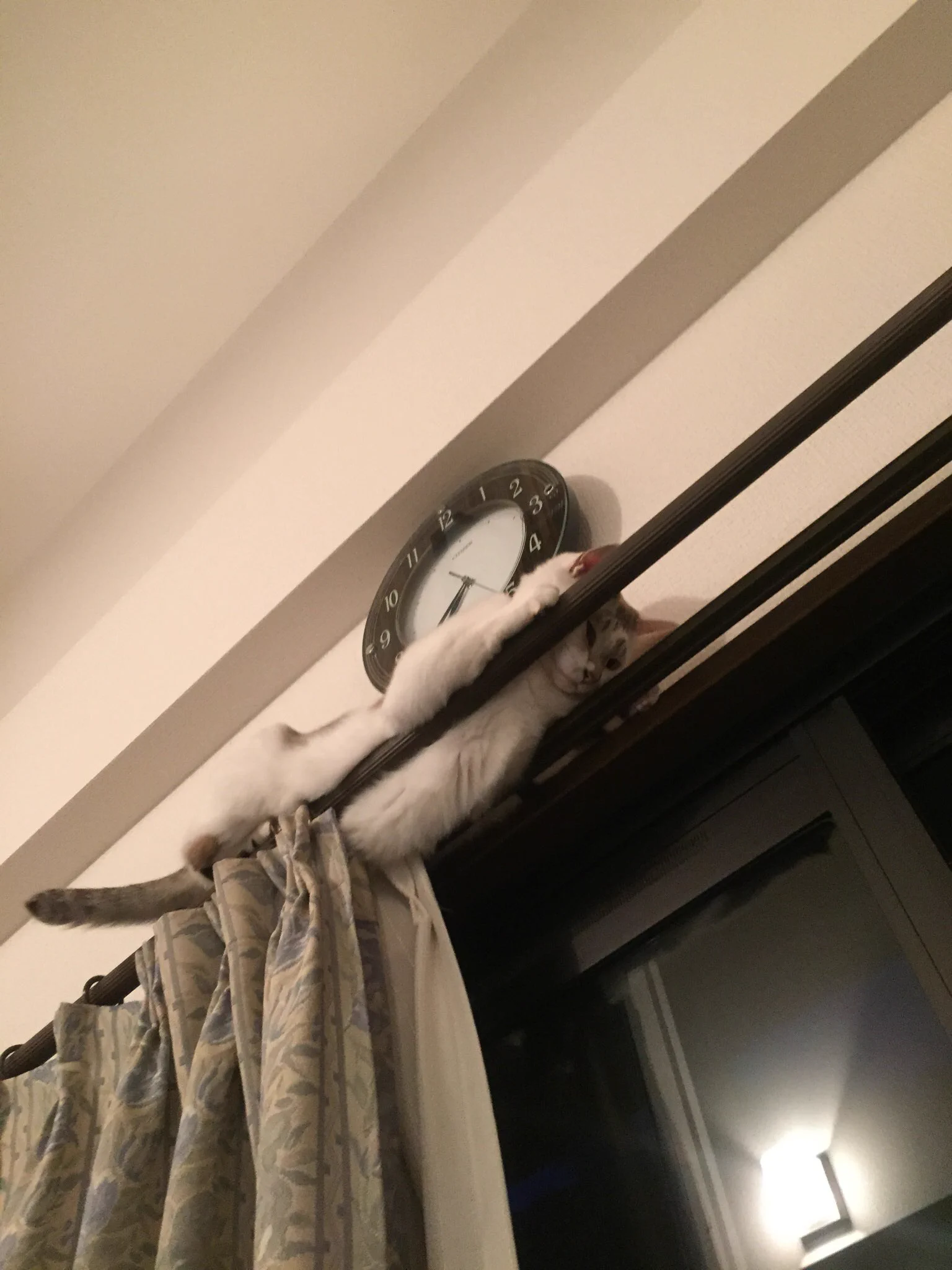 カーテンレールから降りられなくなっている猫ｗｗｗ助けてほしい・・・
