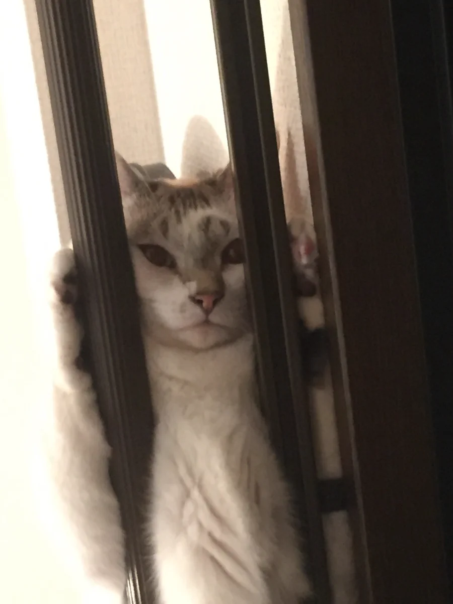 カーテンレールから降りられなくなっている猫ｗｗｗ助けてほしい・・・