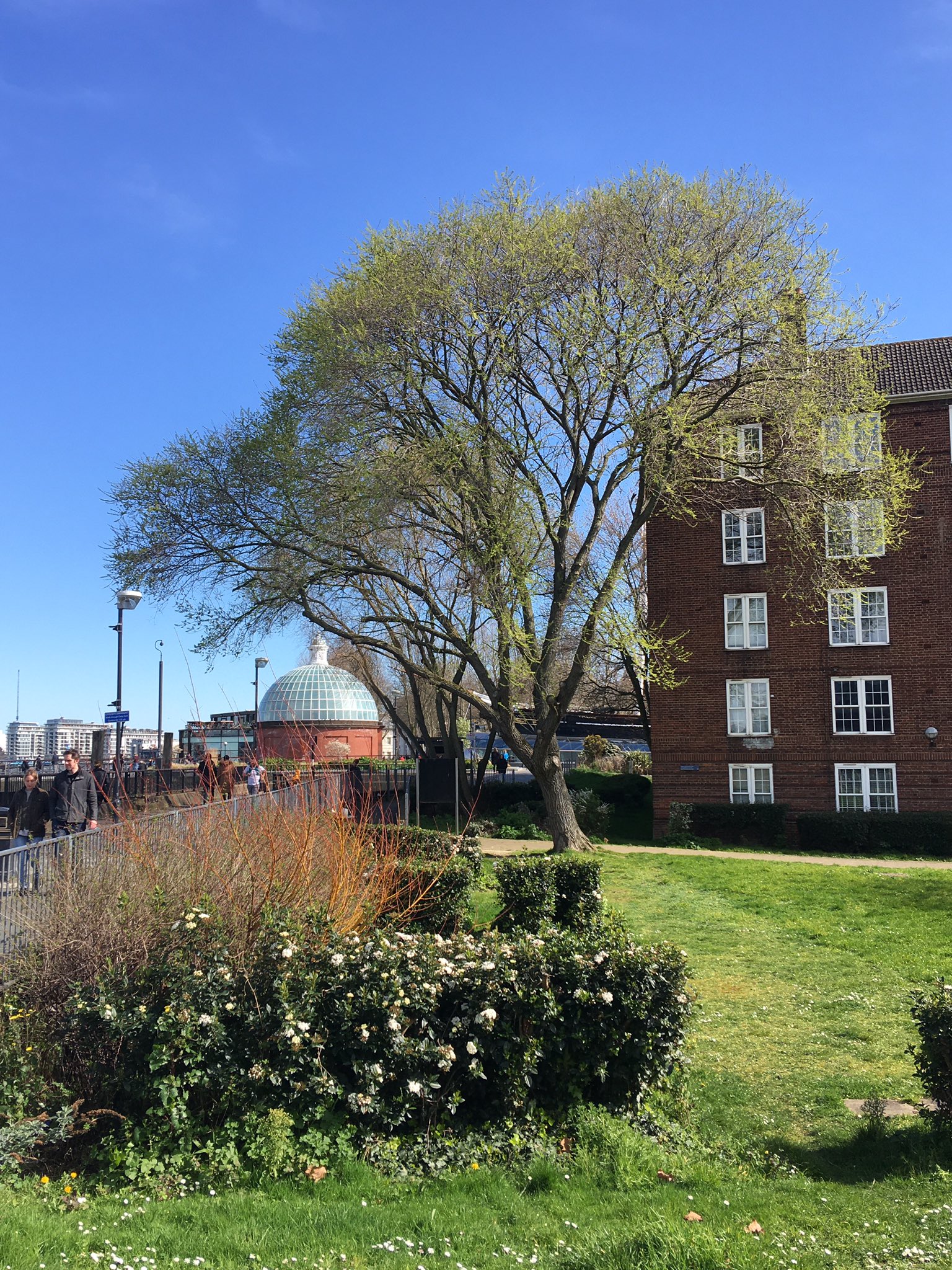 creekside lawn care on Creekside Centre On Twitter Often Wondered About This Elm At Meridian Estate On Way Into Greenwich It Produces Lots Of Infertile Seed Elms Flower Early Which Is It And No Not Wych