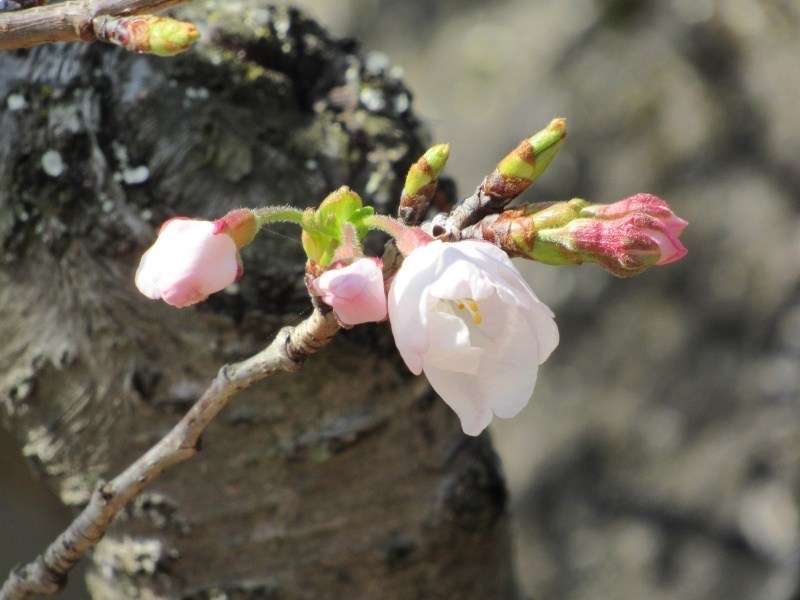 DIGITALwbs's tweet photo. 紀三井寺の桜、きょうも開花せず　もも開花（写真付） https://t.co/VSuJh1R6nV https://t.co/T8wgauTR2s
