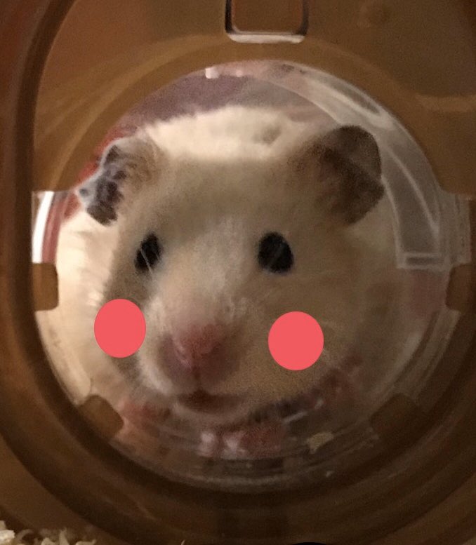 リアルピカチュウ Twitter Search Twitter