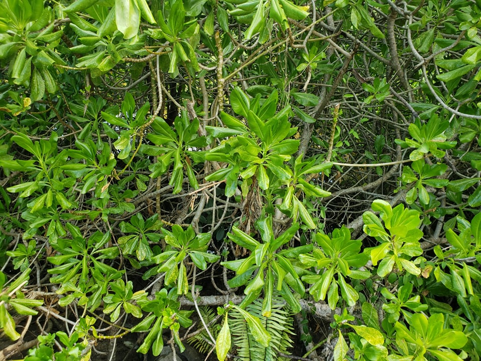 SeyCCAT's tweet image. Happy #InternationalDayOfForests 2020! Here at #SeyCCAT we focus on #mangroves forests.
#SeyCCAT is funding three #mangrove projects! Read more about its potential as a carbon sink, a habitat for sicklefin lemon #sharks and community efforts for its rehabilitation.
#BlueCarbon