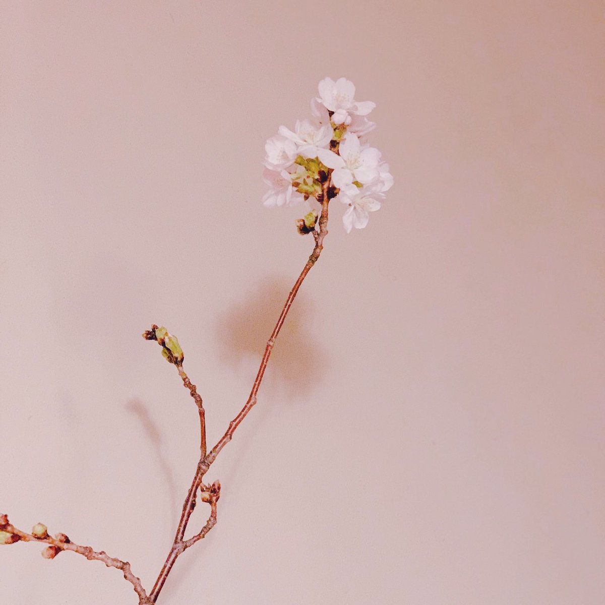 mee_desu's tweet photo. 🌸 https://t.co/SXTvhCuTX9