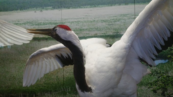 丹頂のtwitterイラスト検索結果 古い順