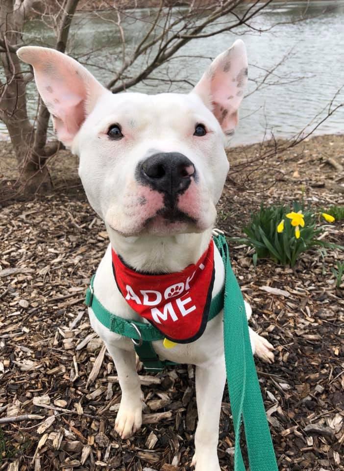 CityDogsCLE's tweet photo. Shandy loved exploring @LakeViewCem! His handler had this to say:
🚘 Good in the car
🐾 Easy to walk
🐶 Loves to meander & explore
🍂Enthralled by blowing leaves &
fallen acorns
Schedule a meet with Shandy! https://t.co/ZCBy09h6RO #dogsofLakeView #adopt #citydog https://t.co/hv8Qqd16s3
