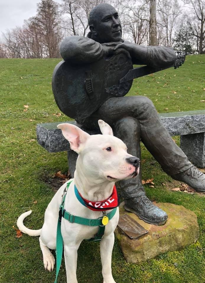 CityDogsCLE's tweet photo. Shandy loved exploring @LakeViewCem! His handler had this to say:
🚘 Good in the car
🐾 Easy to walk
🐶 Loves to meander & explore
🍂Enthralled by blowing leaves &
fallen acorns
Schedule a meet with Shandy! https://t.co/ZCBy09h6RO #dogsofLakeView #adopt #citydog https://t.co/hv8Qqd16s3