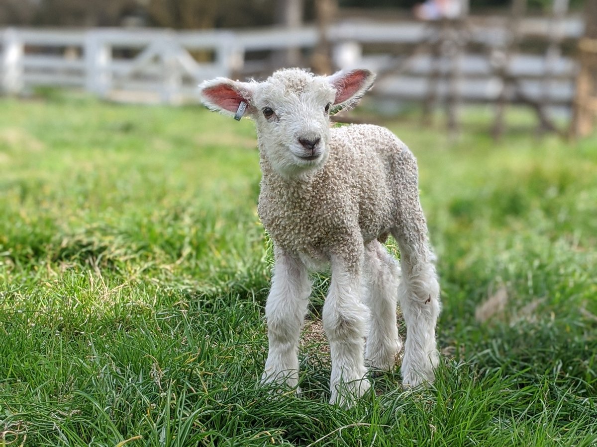 colonialwmsburg's tweet image. Welcome, little ones! 🐑 

Our first lambs of 2020 are about a week old now. And while the historic sites are closed to the public, our animals are of course still well cared for by our Coach and Livestock team.