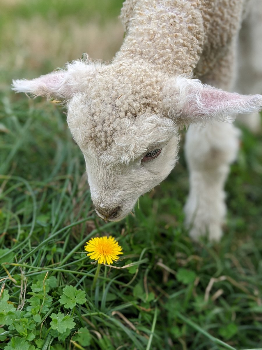 colonialwmsburg's tweet image. Welcome, little ones! 🐑 

Our first lambs of 2020 are about a week old now. And while the historic sites are closed to the public, our animals are of course still well cared for by our Coach and Livestock team.
