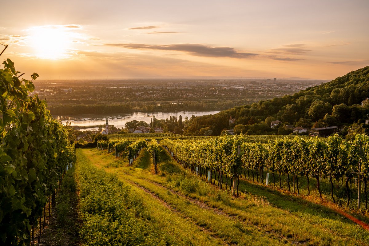 Did you know that Vienna is the only capital city in the world to produce significant quantities of wine within its city limits. It is home to over 1700 acres of vineyards and 320 vintners