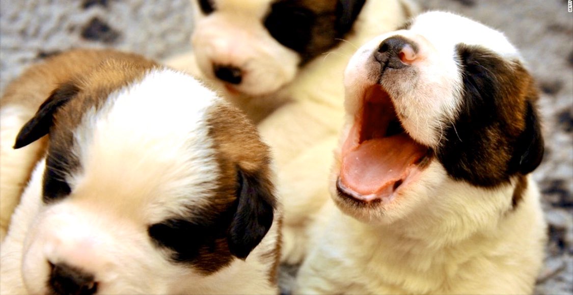 'Your pet won't give you #coronavirus, so hug away, experts say' Important article amid much uncertainty, scaremongering regarding pet-human transmission &amp; subsequent abandonment. Please share thanks guys: edition.cnn.com/2020/03/20/hea… #coronaviruspandemic #covid19 #pets <a href="/cnnhealth/">CNN Health</a>