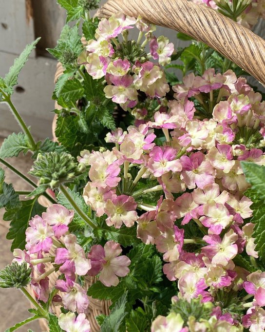 ウォッカのtwitterイラスト検索結果 古い順