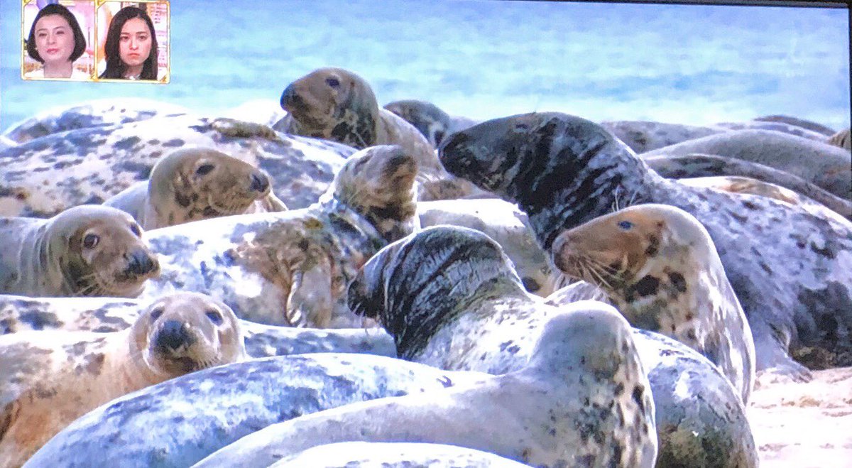 クロさん セーブル島 セーブルとは砂を意味するそうだ 集落が少々ある と思ったら無人島なのね 世界ふしぎ発見 カナダ
