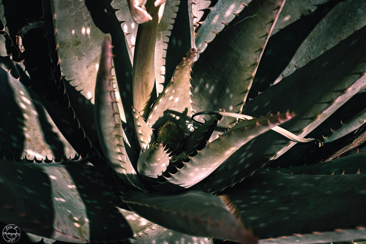 Aloe Vera From an other side