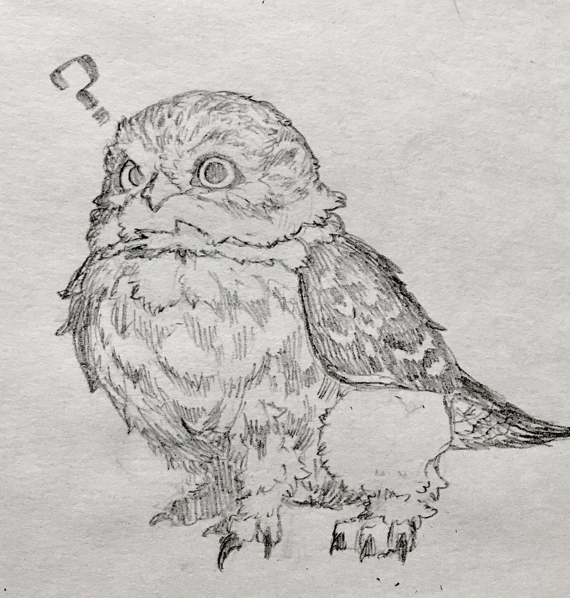 もふもふの詰め合わせ 