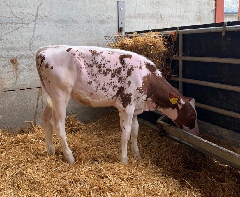 cogentbreeding's tweet photo. #SiredByCogent JORDY-RED at Annaghmore Holsteins, Northern Ireland 😍
JORDY-RED is producing tall and stylish calves with great dairy strength and width.
Available in the most advanced sex-sorted semen on the market, SexedULTRA 4M.
#BeProfitableBeCogent https://t.co/H8tyhobCOs