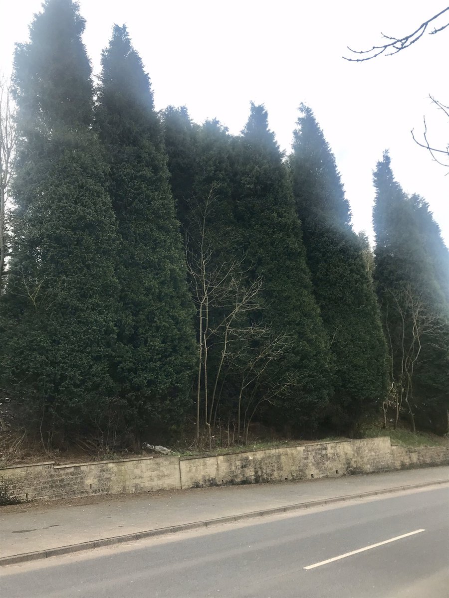 HBMissParkinson's tweet photo. Just been out for a spring walk and saw lots of deciduous and evergreen trees, and even some blossom! #y1 #sciencetopic #plants #homelearning https://t.co/CrxqNl6nwr