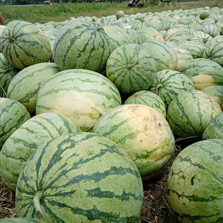 rain_none20's tweet photo. Pohon makauli rako nan surigao after aning covid19 libre ra gyud ni didto ting harvest na ron.... watermelon for free! https://t.co/AxPk1htL3I