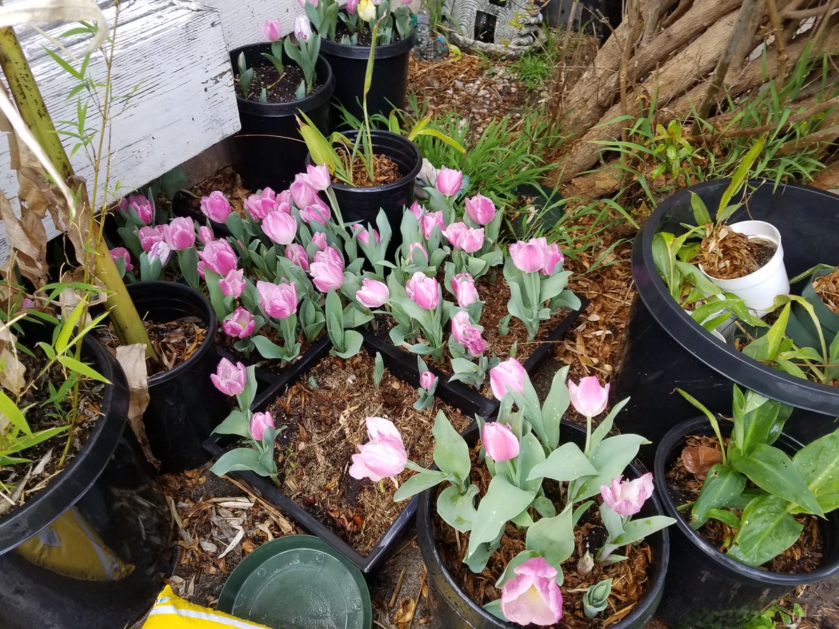 I order 1,000 mixed color tulip bulbs in the summer of 2019, plant it in fall of 2019 and now spring of 2020. they are mostly pink. I now have Pink tulip all over my font and back yard.