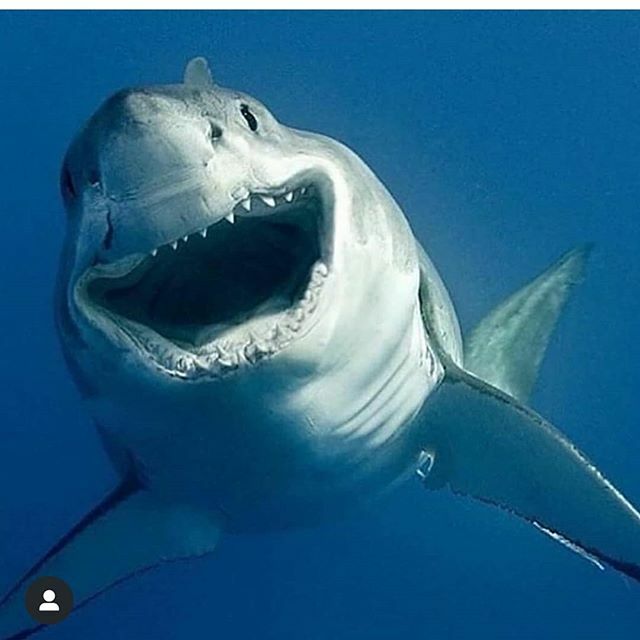 hypnobirth_joy's tweet photo. Lost track of how many days till shark week  but have been online shopping to make the most incredible daily prize package that a HypnoBirthing teacher ever made for shark week 🦈 https://t.co/hJ4upGmAeJ