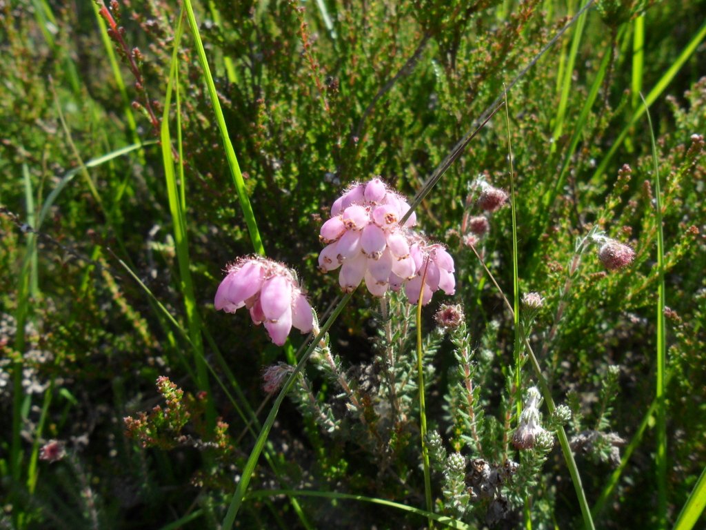 Les Erica spp. (bruyères), avec Erica tetralix par exemple (Fagne de Malchamps, Spa, juillet).