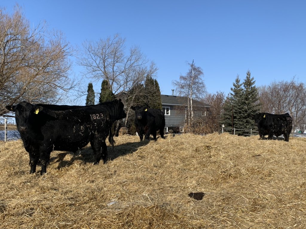gbtangus's tweet photo. Thanks to the bidders and buyers for the support in our online sale. Another one is in the books. 🥵#slowgrownbulls #angus #ontospring https://t.co/ZJqW5zjIbf