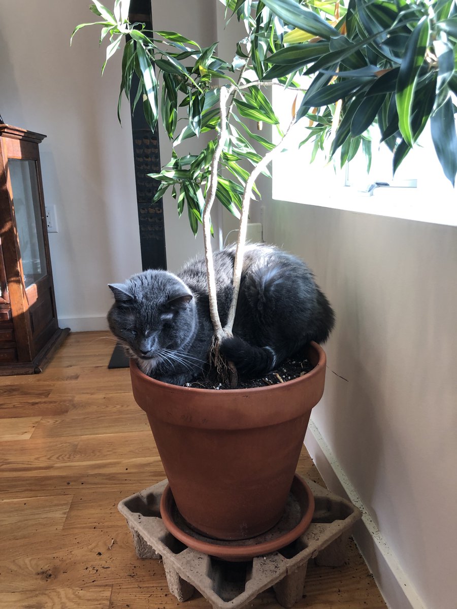 EVenezky's tweet photo. There are many comfortable places to rest in my house that won't result in dirt everywhere, not that Charlie cares. https://t.co/8Bdf82xzT7