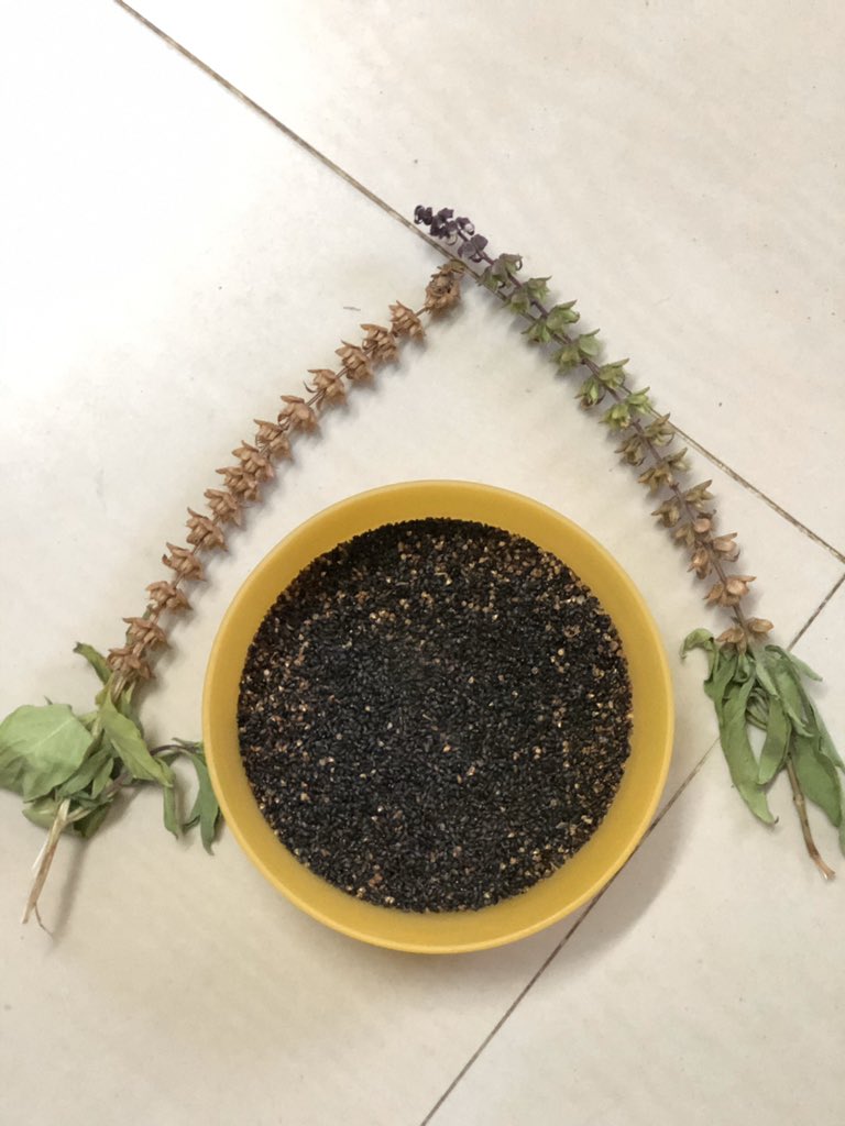 pnbalamurugan's tweet photo. Happiness multifold when our simple drinks are value added with திருநீற்றுப்பச்சை விதை (Basil Seeds) harvested from our own #terracegarden #organicgarden #antioxidants #fightwithflu https://t.co/N7W8aIpRtq