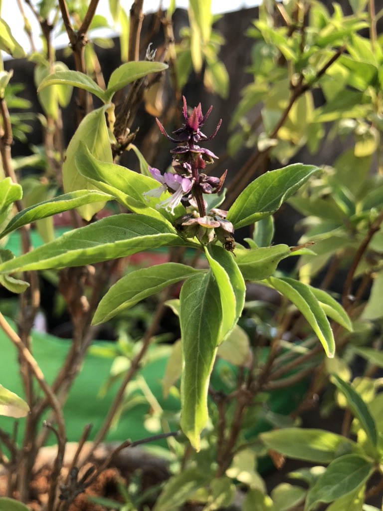 pnbalamurugan's tweet photo. Happiness multifold when our simple drinks are value added with திருநீற்றுப்பச்சை விதை (Basil Seeds) harvested from our own #terracegarden #organicgarden #antioxidants #fightwithflu https://t.co/N7W8aIpRtq