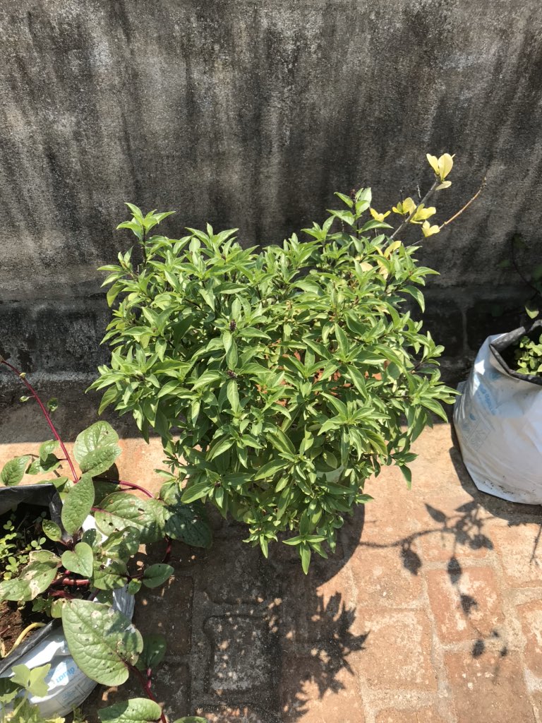 pnbalamurugan's tweet photo. Happiness multifold when our simple drinks are value added with திருநீற்றுப்பச்சை விதை (Basil Seeds) harvested from our own #terracegarden #organicgarden #antioxidants #fightwithflu https://t.co/N7W8aIpRtq