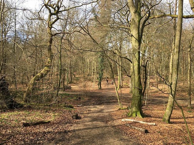 A walk in a beech wood to blow away the cobwebs #andbreathe