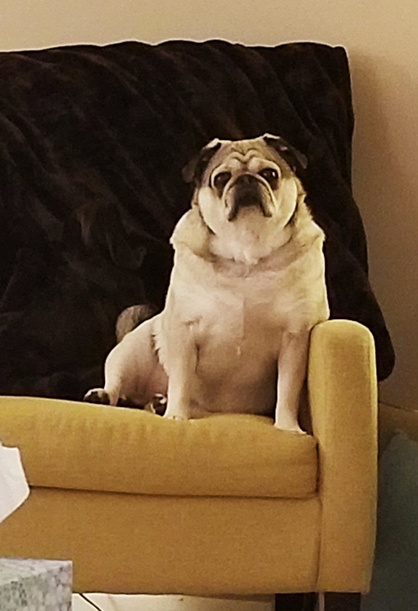 PugglesM's tweet photo. Self isolating with my hoomans.
What y'all doing? https://t.co/JhDRccXXsH