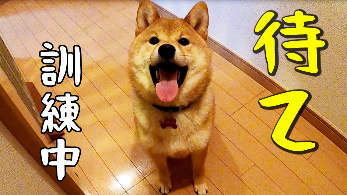 柴犬 プウ Twitter पर 柴犬 待て 訓練中の柴犬さん 柴犬プウ Youtube動画はこちら T Co 4ve3naiero Shiba Shibainu Shibainupooh 柴犬 プウ 柴犬プウ しばいぬ 犬 日本犬 Pooh Shibadog Japanesedog 柴犬マニア 柴犬大好き