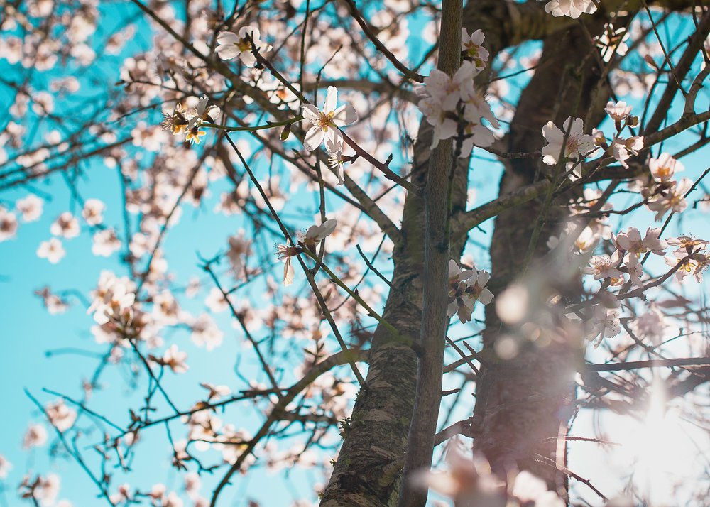 Una profesora, Kitty O'Meara, ha escrito este poema:

En tiempo de pandemia

“Y la gente se quedó en casa. Y leía libros y escuchaba. Y descansaba y hacía ejercicio. Y creaba arte y jugaba. Y aprendía nuevas formas de ser, de estar quieto. Y se detenía.