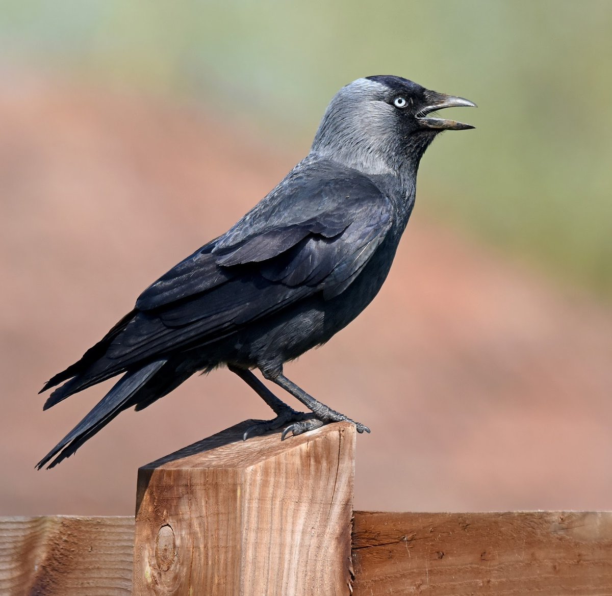 Jackdaw. Smaller than Rooks and Crows with a grey- black head. Their call sounds like 'Jack', hence their name. Sociable birds, normally seen in small groups. Nest in and on old buildings and in tree cavities. #SelfIsolationBirdWatch 