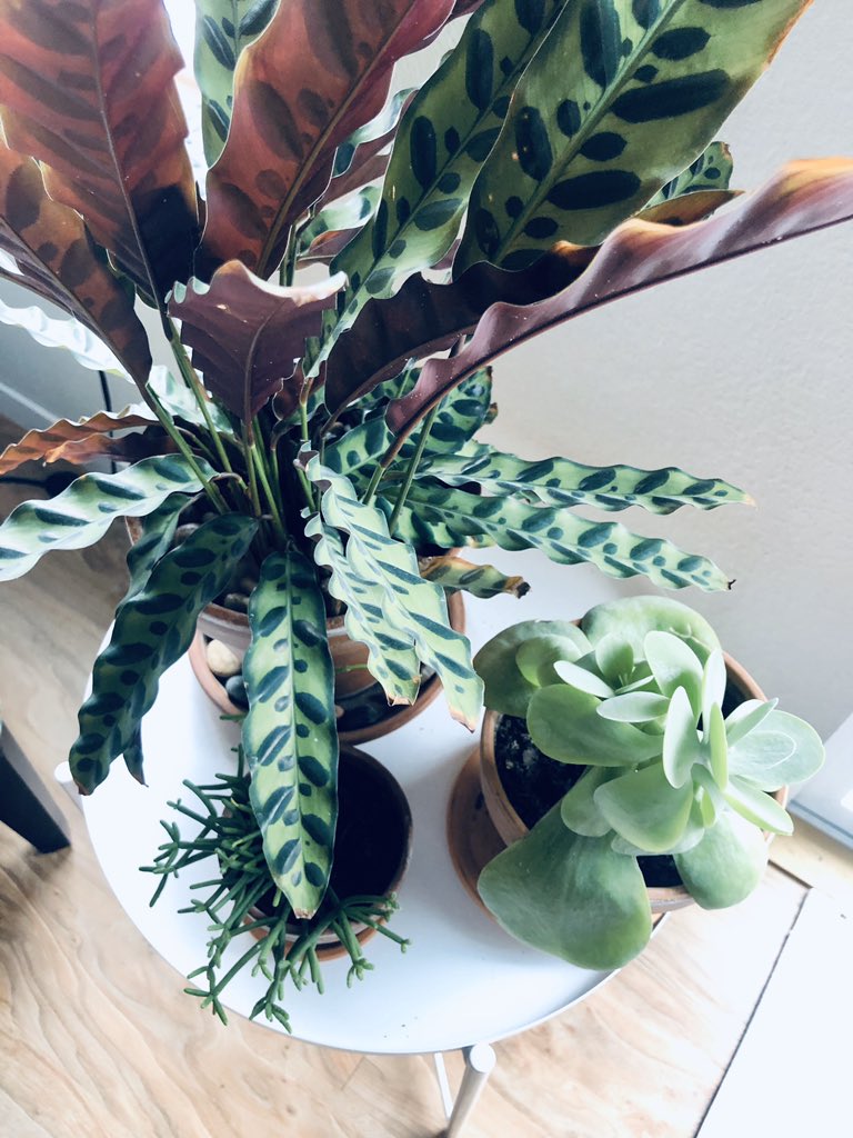 anna_jeska's tweet photo. I currently have 35 plants in my apartment. Pretty soon they’ll all have names and life stories. #StayAtHome #Day6ofQuarantine https://t.co/UdjElAsoE3