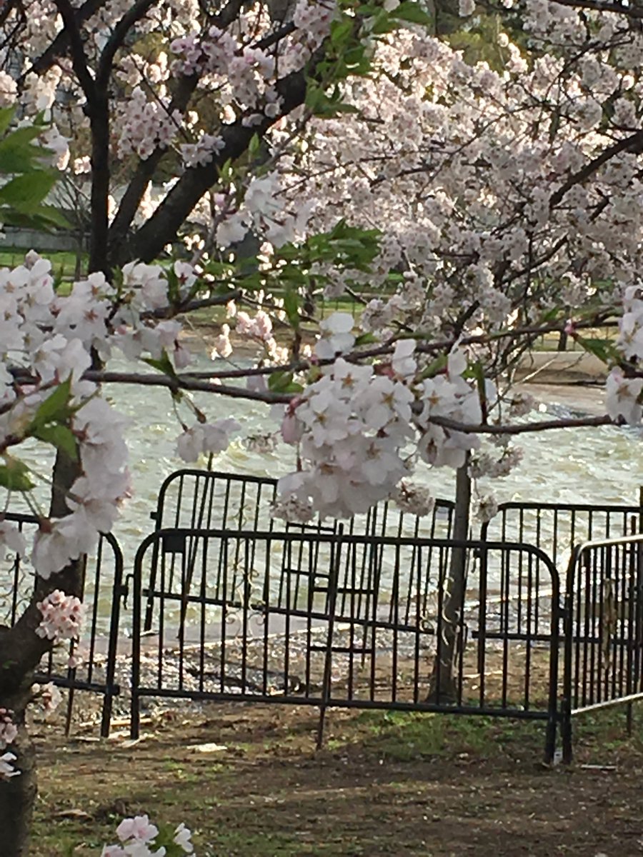 GerryGabrys's tweet image. Beautiful day to see the Cherry Blossoms in full bloom while practicing social distancing