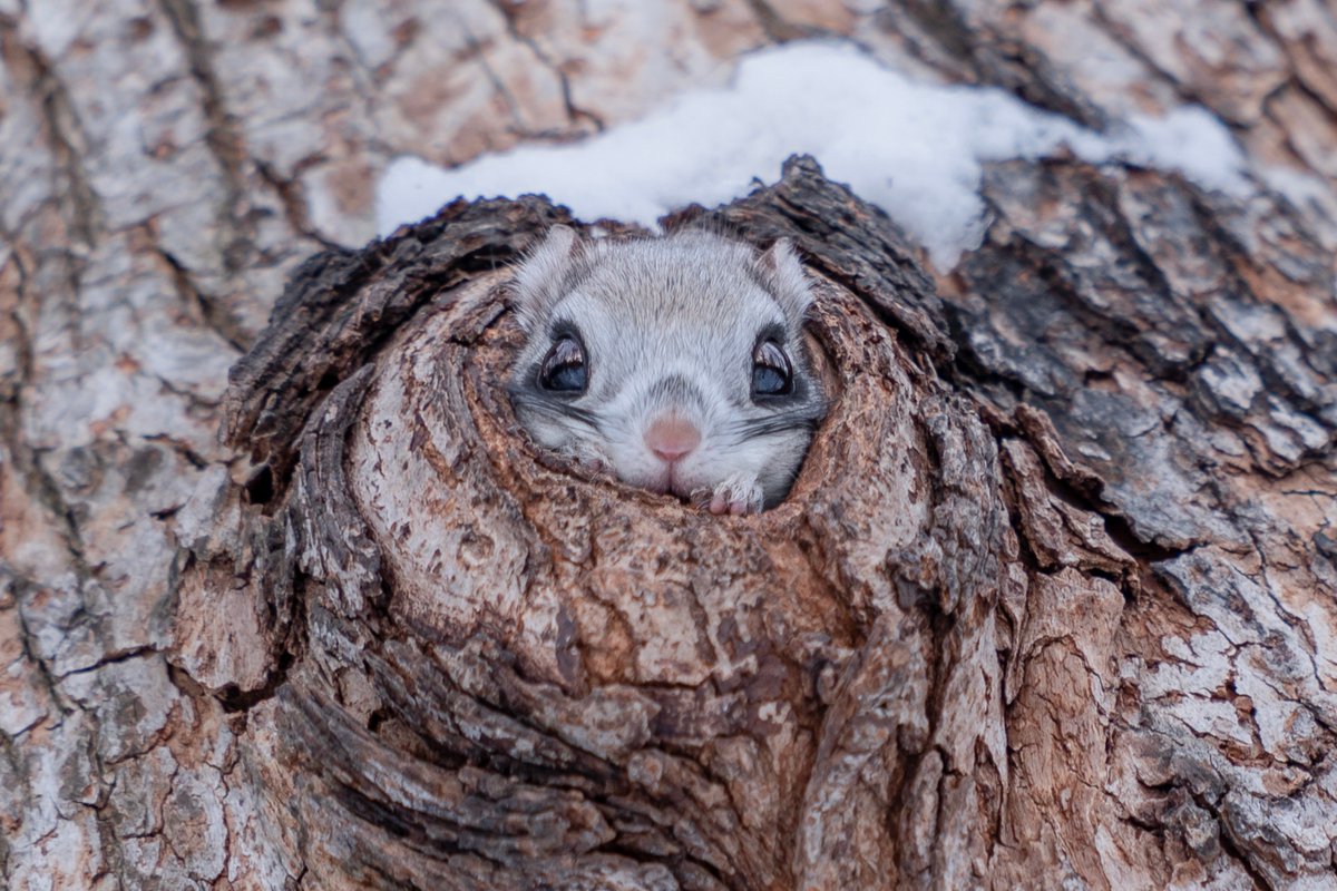 Hiroki Inoue 写真家 井上浩輝 Flying Squirrel ー Momonga エゾモモンガ モモンガ Sonyalpha Luminar4 東京カメラ部 ギャラリームジン Hiroki Inoue 写真家 井上浩輝 Flying Squirrel ー Momonga エゾモモンガ モモンガ Sonyalpha Luminar4 東京カメラ部 ギャラリームジン