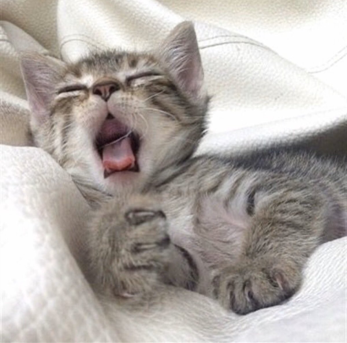 MathildeLockyer's tweet image. Après un bon McDo