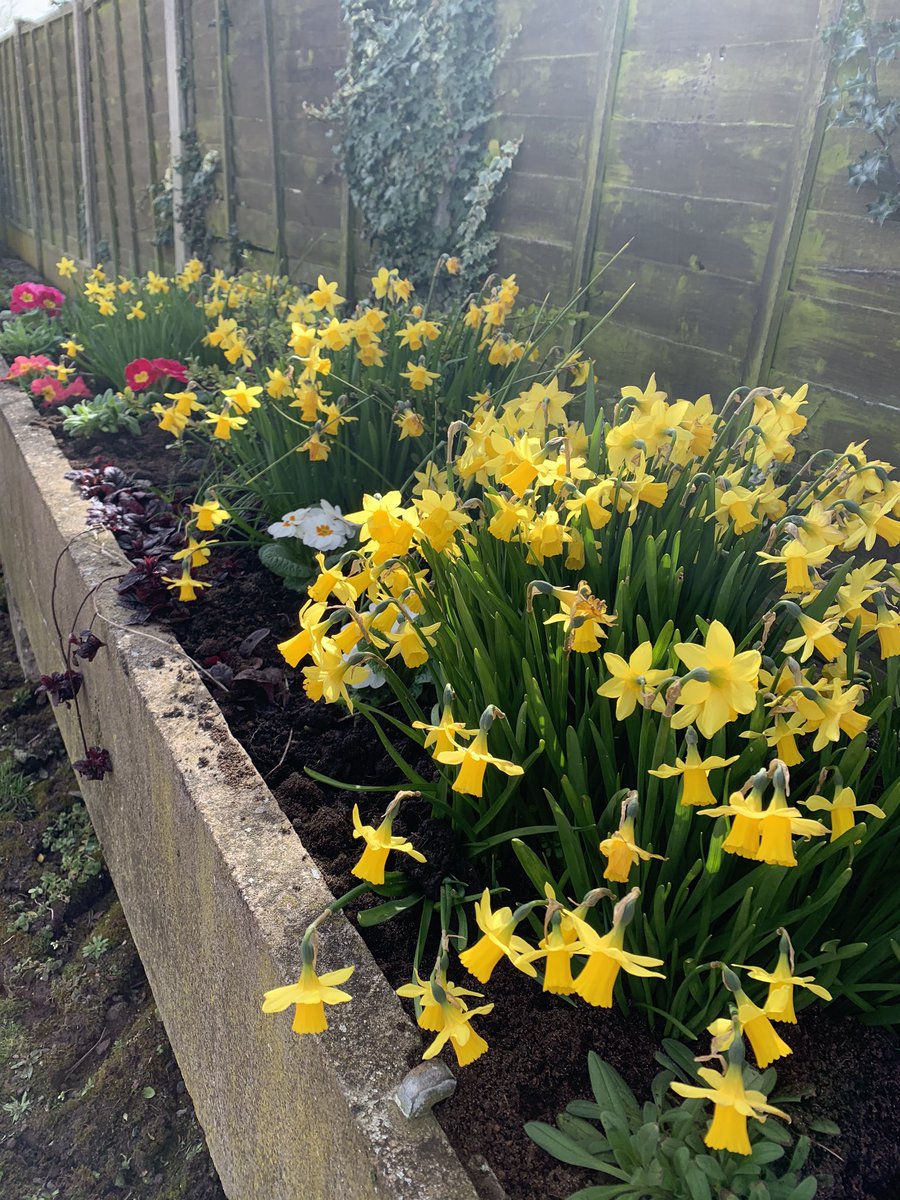 calverhall_in_bloom tweet media