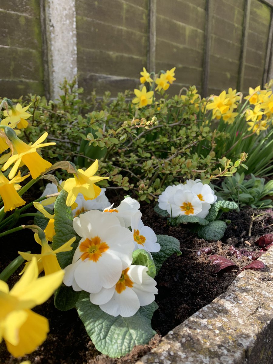 calverhall_in_bloom tweet media