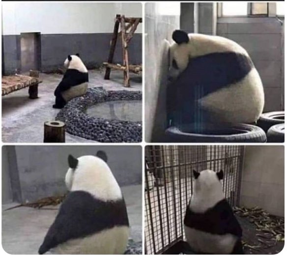 Ajaysinghdigit's tweet image. Now You will know how it feels like to put a Animal in zoo..
#CoronavirusPandemic #ISupportJantaCurfew #JanataCurfewChallenge