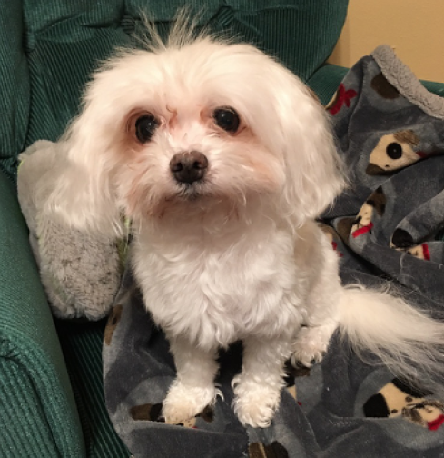 lorteg's tweet photo. @rmg825 #16: Find a pet that you love spending time with... Buuudy :) https://t.co/YnovGucBxc