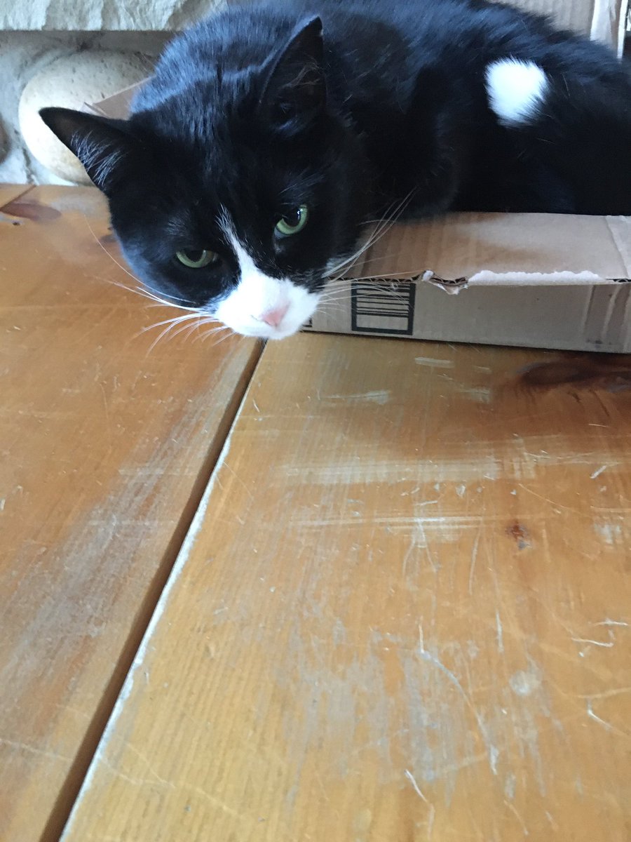 cbourquesclass's tweet photo. @CaledonEastPS @PeelSchools #ClassCat is currently living his best life in an empty @amazon box...but seems to be wondering why we couldn’t have gotten a bigger box! 😂 https://t.co/Gh0lXM2b61