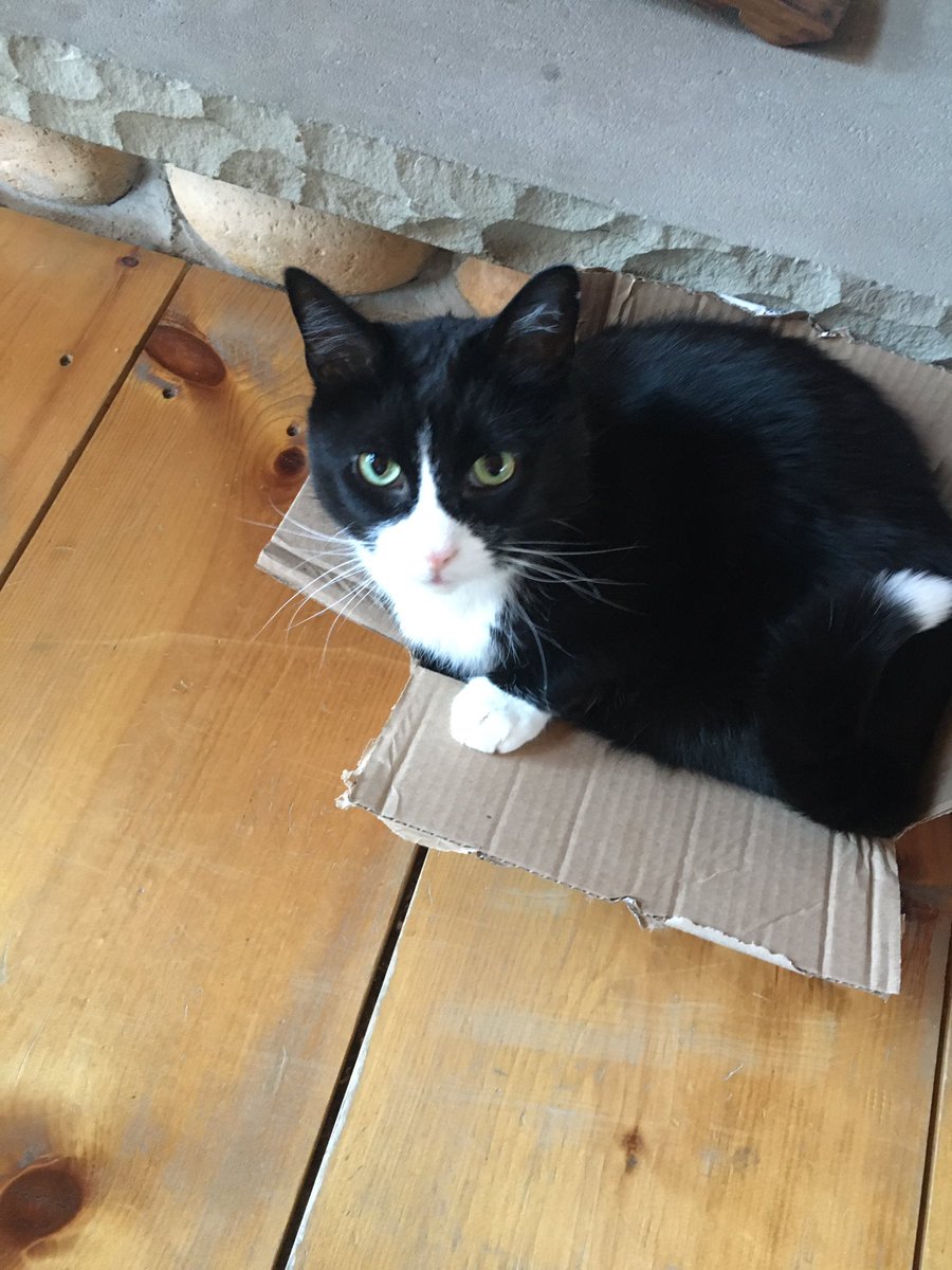 cbourquesclass's tweet photo. @CaledonEastPS @PeelSchools #ClassCat is currently living his best life in an empty @amazon box...but seems to be wondering why we couldn’t have gotten a bigger box! 😂 https://t.co/Gh0lXM2b61