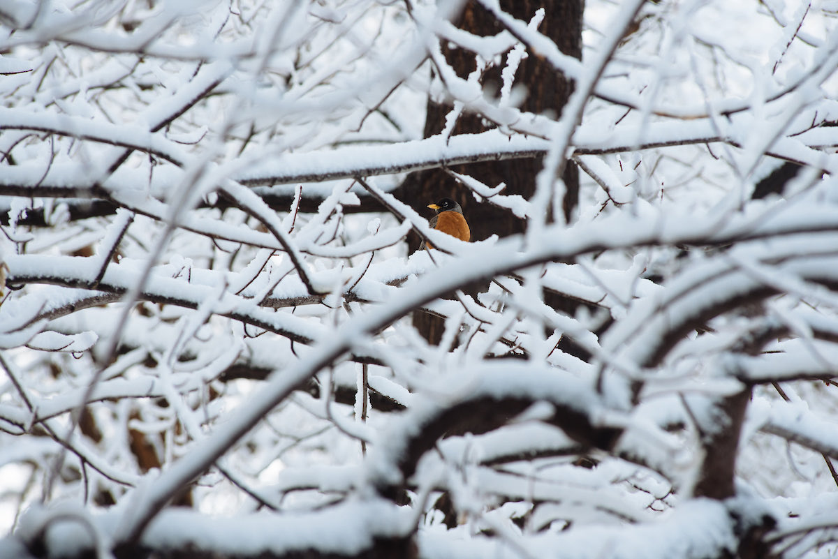 COParksWildlife's tweet photo. Good Morning Colorado! 🐦

Looking for something to do today?

Try birding! You can do it almost anywhere, including your backyard. 

Check out the CO Birding Trail for birding basics: https://t.co/poJ3hAqPzI https://t.co/hhVbGFCprJ