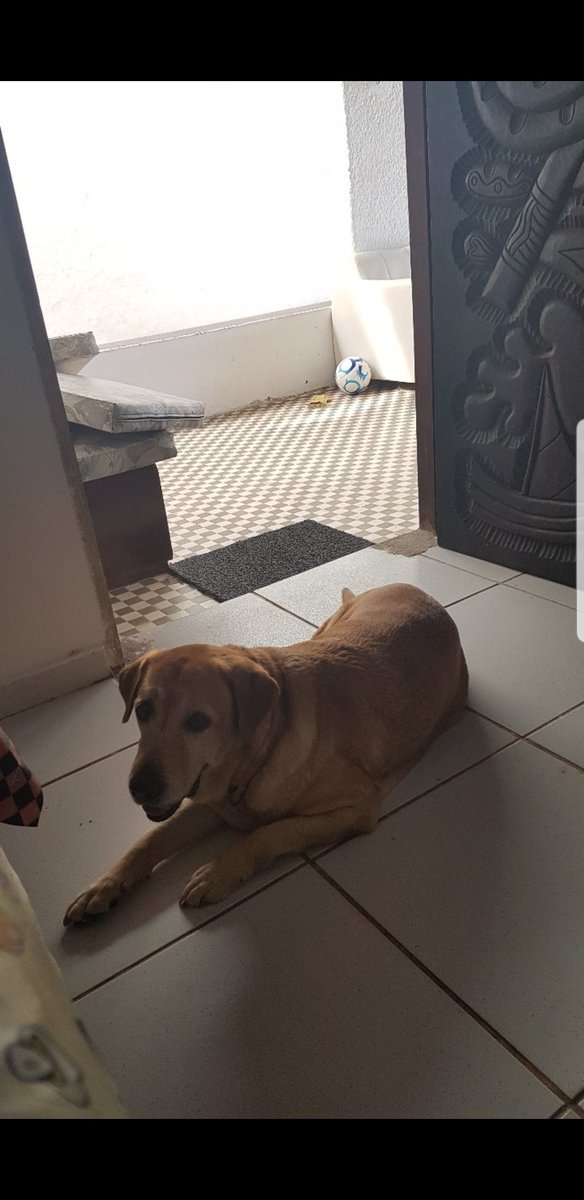 NetoPleto's tweet photo. Hj eu perdi 2 vidas, a vida de uma irmã,filha,mãe,prima... ela era mas doq um cachorro, ela era amada por tudo e todos, era + q um parente pra mim, teve cmg a 14 anos e hj nos deixou, ent deixo aqui meu adeus a Lua, a casa da praia nunca + sera a mesma sem voce por la... https://t.co/PFmJLkcdSe