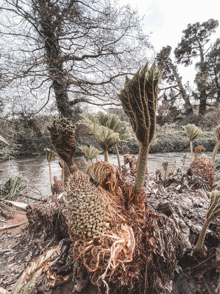 TheMRunaway's tweet photo. Took a little outing to @DunsterCastleNT today while the sun shined https://t.co/qMEr8h6sCH