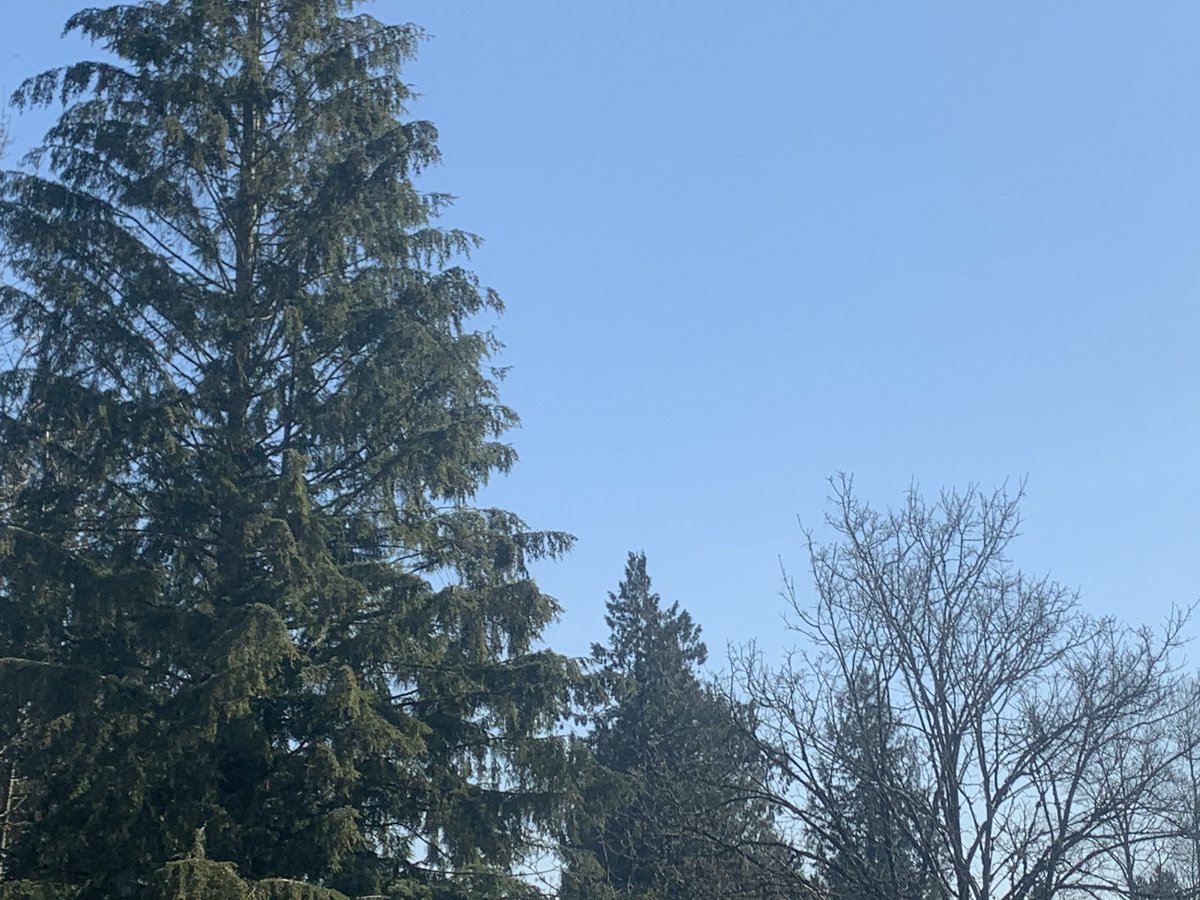 MmeNero's tweet photo. Woke up this morning humming & singing this song. My unconscious is hopeful. Then I found out Kenny Rogers died...finding that incredibly coincidental my friends. “Today is a brand new day...” #RIPKennyRogers https://t.co/AhXKxD9ZL9 #dollyandKenny #clearbluemorning #viewfromdeck https://t.co/sw0ljqzIcZ