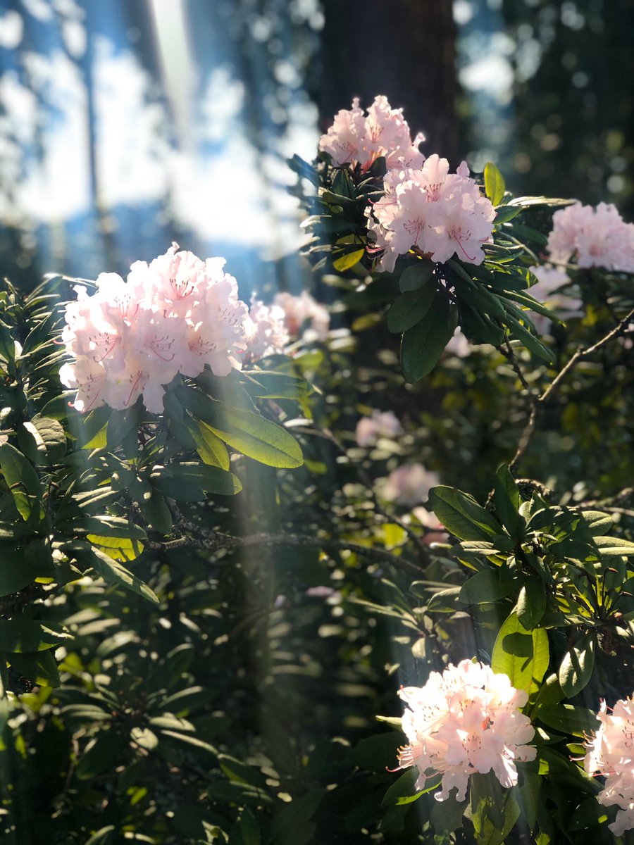 rhododendron and Gerard Manley Hopkins, with bonus weird lens flair brought to you by me wiping condensation off my phone camera bc it was in my pocket during a run