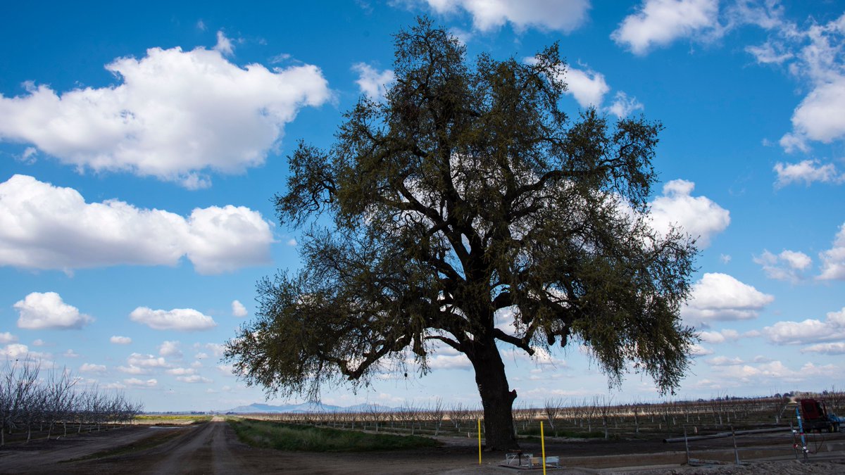 RD108Irrigation's tweet photo. Friday was a #puffycloud day in 108 Stay safe my friends and enjoy what nature has to offer. #clouds #yolocounty #colusacounty #whiteclouds https://t.co/YfRITcj6cO